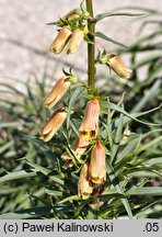 Digitalis obscura (naparstnica hiszpańska)