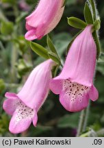 Digitalis thapsi (naparstnica dziewannowata)