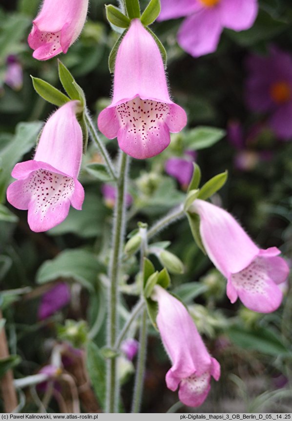 Digitalis thapsi (naparstnica dziewannowata)