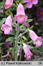 Digitalis thapsi (naparstnica dziewannowata)