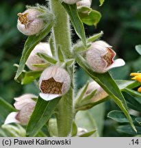 Digitalis trojana (naparstnica trojańska)