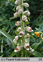 Digitalis trojana (naparstnica trojańska)