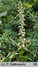 Digitalis trojana (naparstnica trojańska)