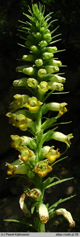 Digitalis viridiflora (naparstnica zielonkawa)