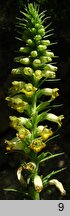 Digitalis viridiflora (naparstnica zielonkawa)