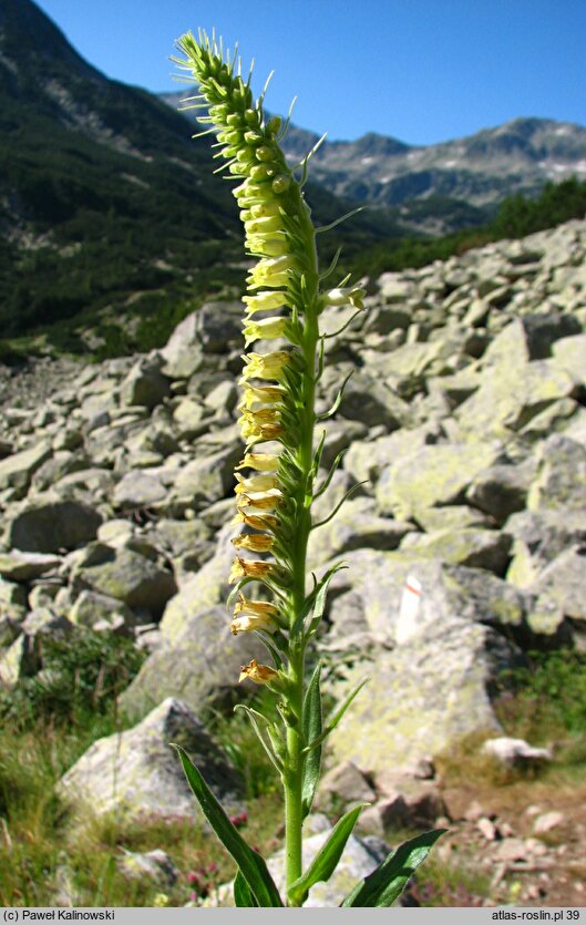 Digitalis viridiflora (naparstnica zielonkawa)