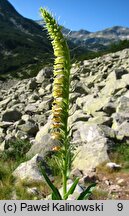 Digitalis viridiflora (naparstnica zielonkawa)