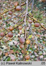 Diospyros lotus (hurma kaukaska)