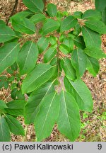 Diospyros virginiana (hurma amerykańska)