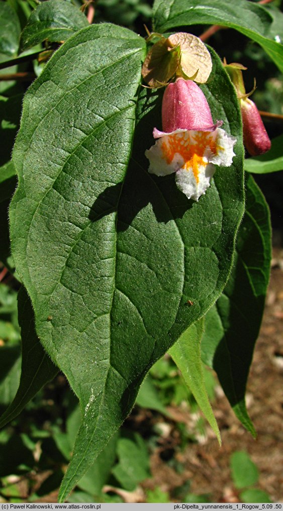 Linnaea yunnanensis