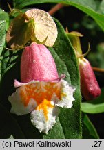 Linnaea yunnanensis