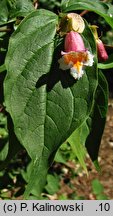 Linnaea yunnanensis