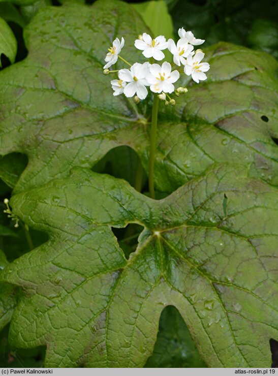 Podophyllum cymosum