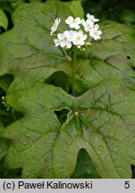 Podophyllum cymosum