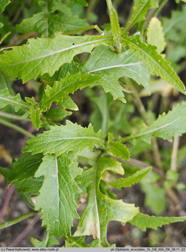 Diplotaxis erucoides (dwurząd rokiettowaty)