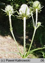 Dipsacus laciniatus (szczeć wykrawana)