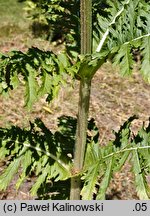 Dipsacus laciniatus (szczeć wykrawana)