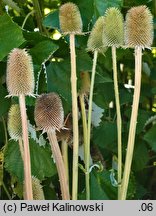 Dipsacus sativus (szczeć sukiennicza)