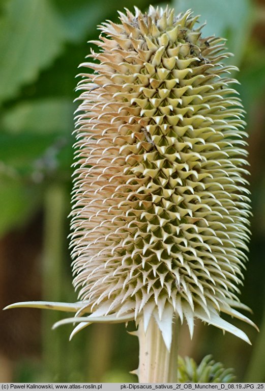 Dipsacus sativus (szczeć sukiennicza)