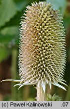 Dipsacus sativus (szczeć sukiennicza)