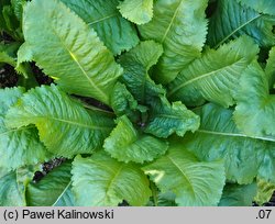 Dipsacus sativus (szczeć sukiennicza)