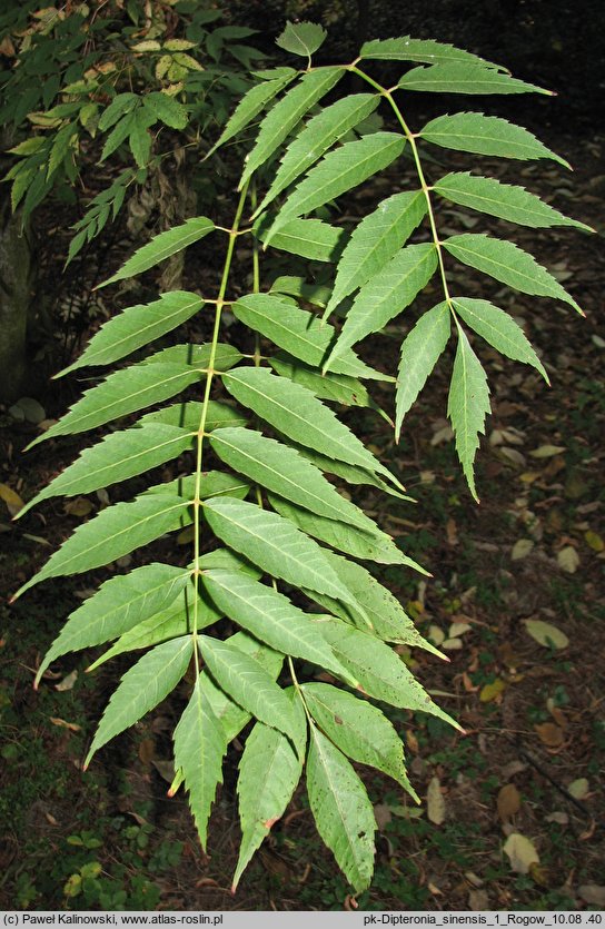 Dipteronia sinensis (dwuskrzydlak chiński )