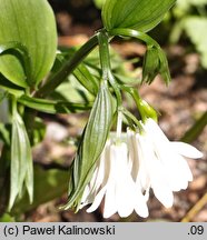 Disporum megalanthum