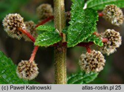 Oreocnide frutescens ssp. frutescens