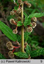 Oreocnide frutescens ssp. frutescens