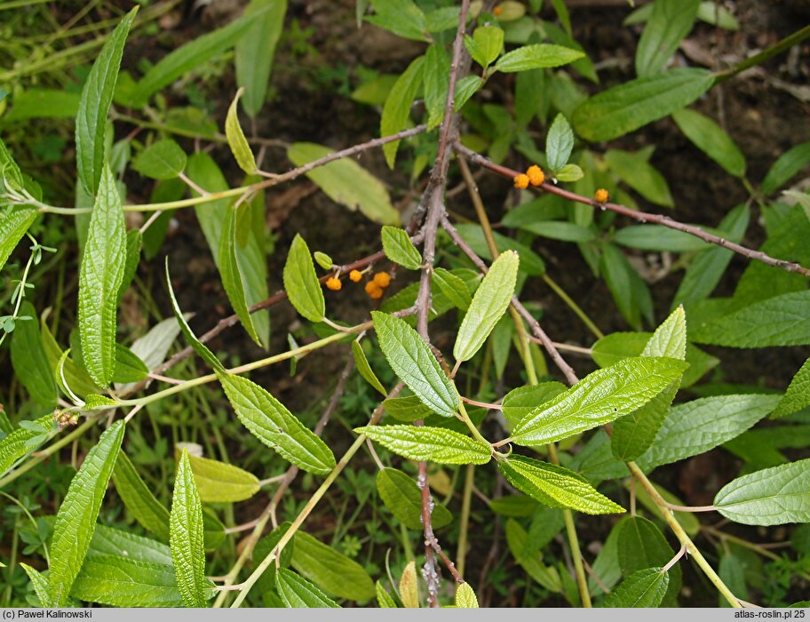 Oreocnide frutescens ssp. frutescens