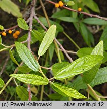Oreocnide frutescens ssp. frutescens