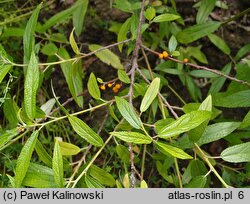 Oreocnide frutescens ssp. frutescens