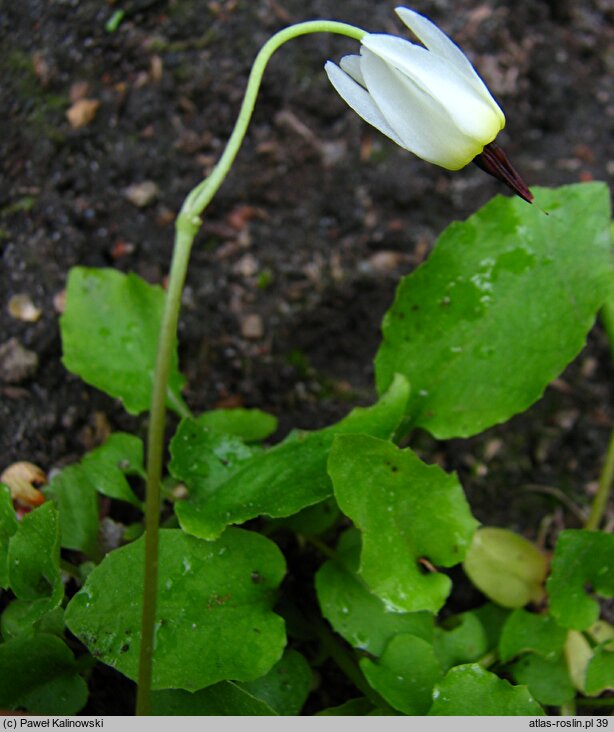 Primula latiloba (bożykwiat ząbkowany)