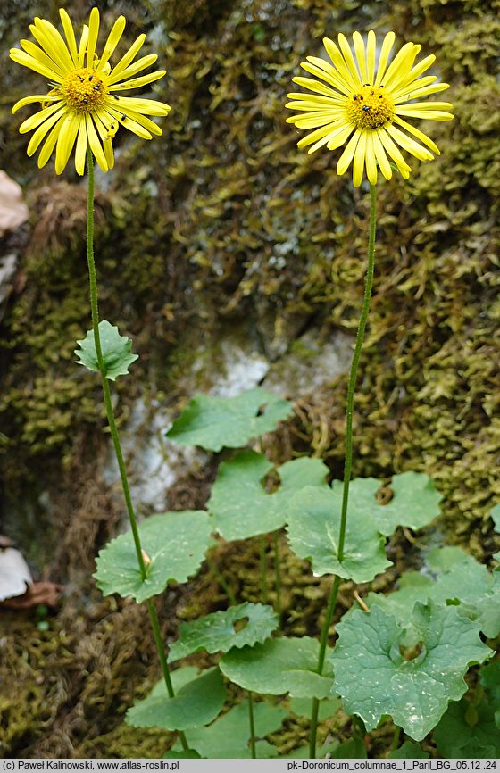 Doronicum columnae (omieg sercowaty)