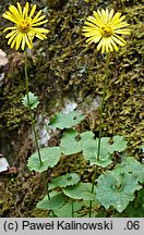 Doronicum columnae (omieg sercowaty)