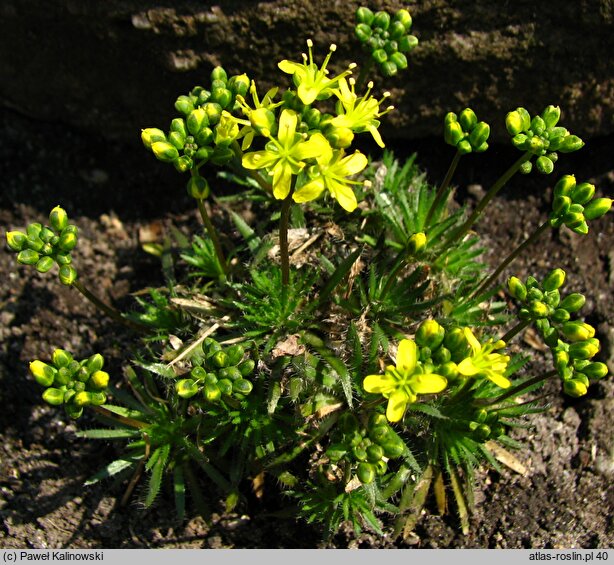 Draba athoa (głodek bałkański)