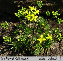 Draba athoa (głodek bałkański)