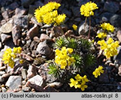 Draba athoa (głodek bałkański)