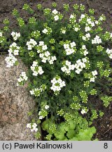 Draba haynaldii (głodek Haynalda)