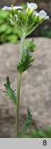 Draba haynaldii (głodek Haynalda)