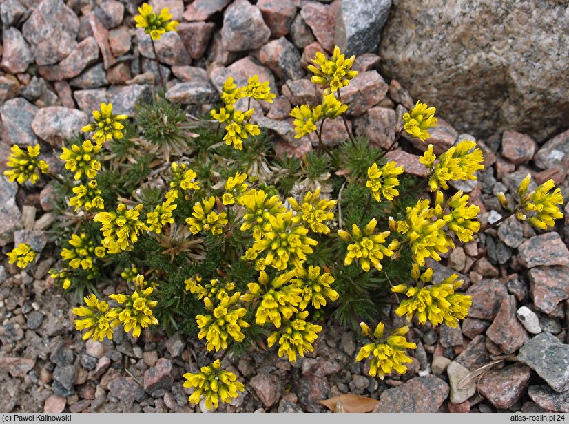 Draba hispanica