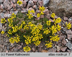 Draba hispanica