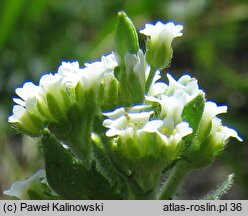 Draba incana