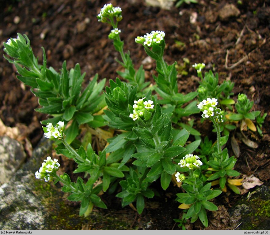 Draba incana