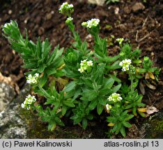 Draba incana