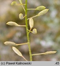 Draba muralis (głodek murowy)