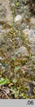 Draba muralis (głodek murowy)