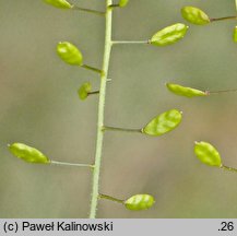 Draba muralis (głodek murowy)