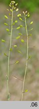 Draba muralis (głodek murowy)