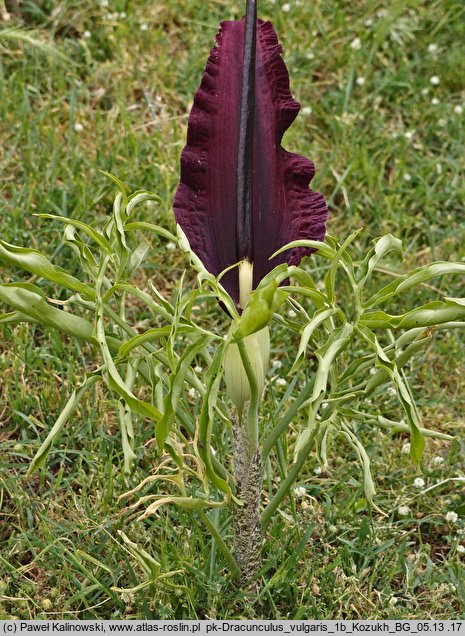 Dracunculus vulgaris (drakunkulus zwyczajny)